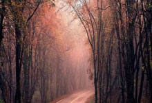 开云体育官网-黄蜂对阵森林狼，切特·霍姆格伦全场最佳无争议