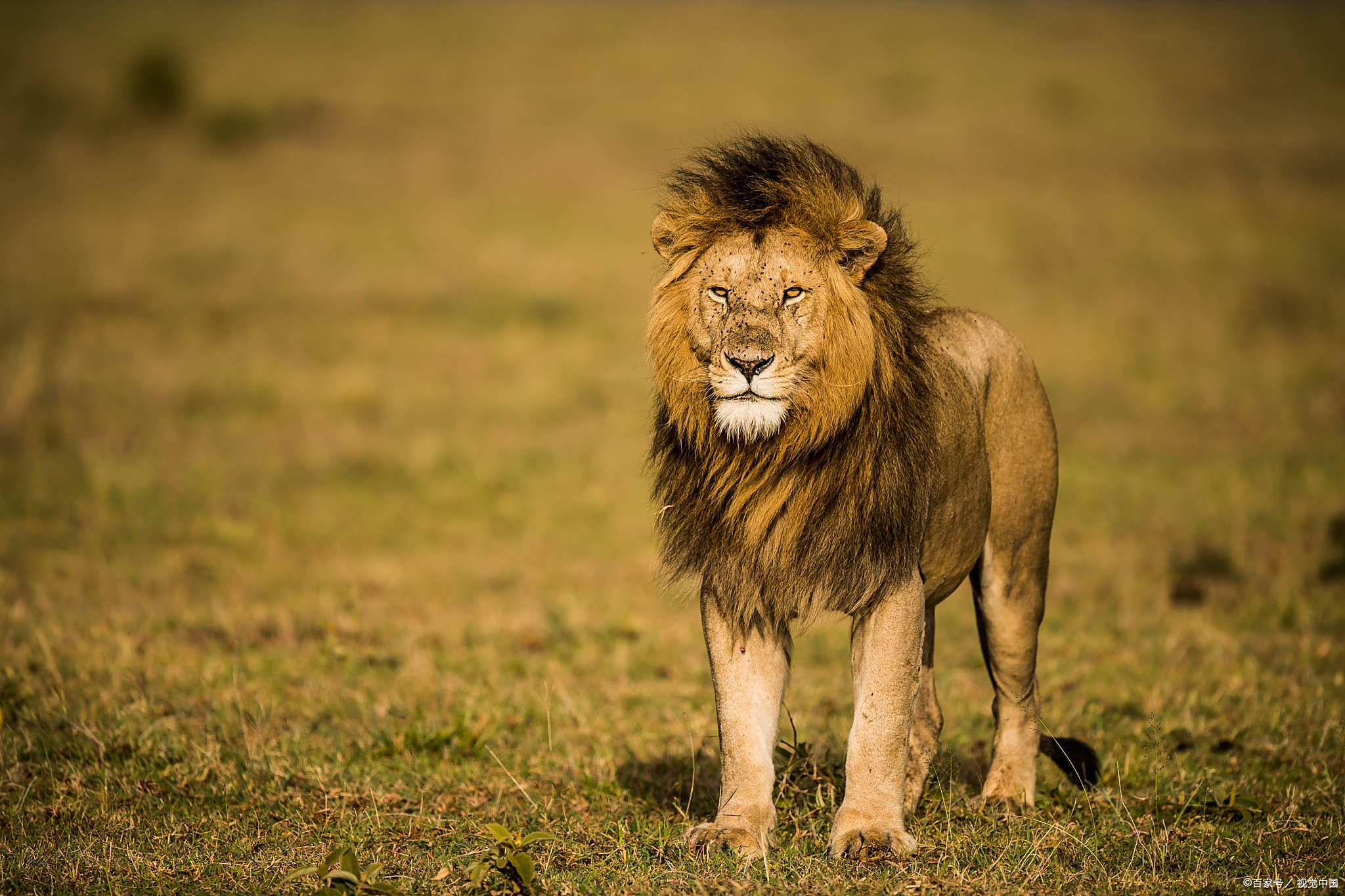 门兴格拉德巴赫负于勒沃库森，失去冲劲的简单介绍